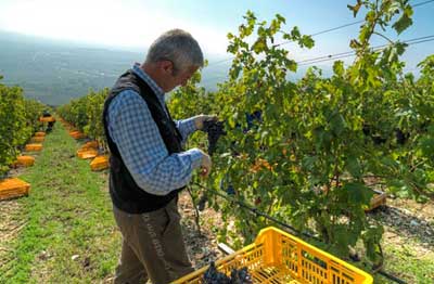 vendemmia-fabriseria-2