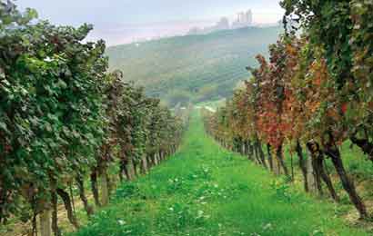 vigneto-nelle-langhe