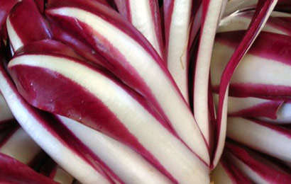 radicchio_rosso_trevigiano